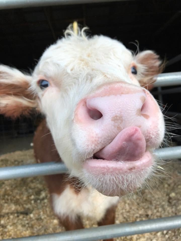 A brown and white calf poking its head through a metal gate and licking its nose