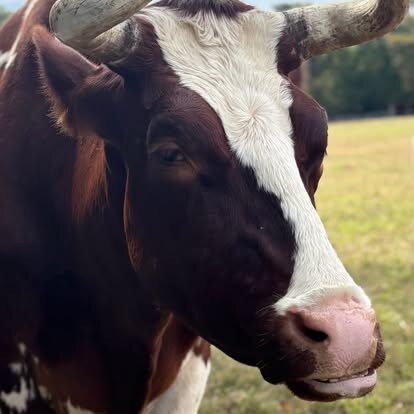 A brown and white steer with curved horns looking into the camera